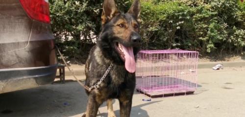 东德牧羊犬太凶怎么办？如何训练使其更温顺？