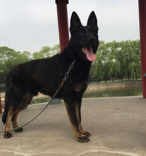 东德牧羊犬太凶怎么办？如何训练使其更温顺？