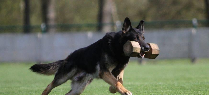 东德牧羊犬太凶怎么办？如何训练使其更温顺？