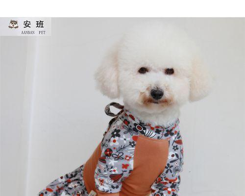 冬天狗狗起静电怎么办？有效预防和解决方法是什么？