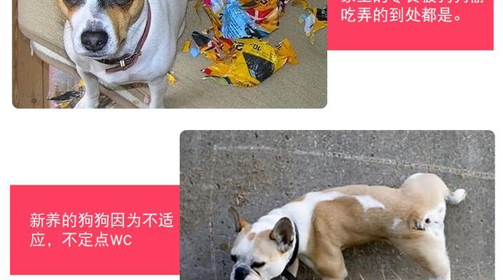 冬天怎样清理狗狗pp？有哪些简单有效的步骤？