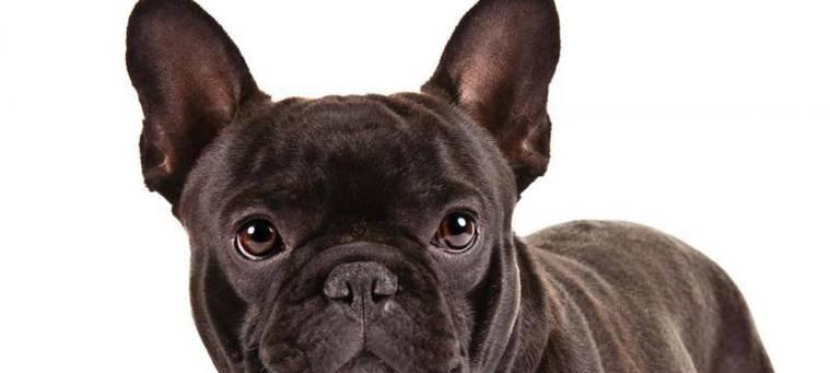 斗牛犬在什么季节会掉毛？如何处理掉毛问题？