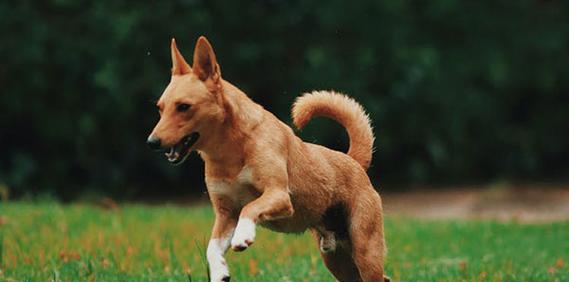 杜宾犬拉肚子怎么办？什么药物可以安全使用？