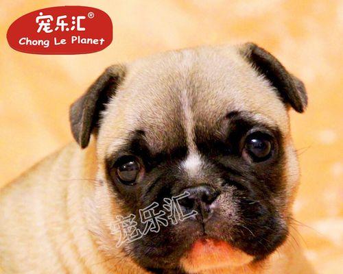 短毛狗是怎么配出来的？配种过程和注意事项是什么？