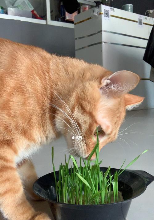 多大的猫咪适合吃猫草？吃猫草的最佳年龄是什么时候？