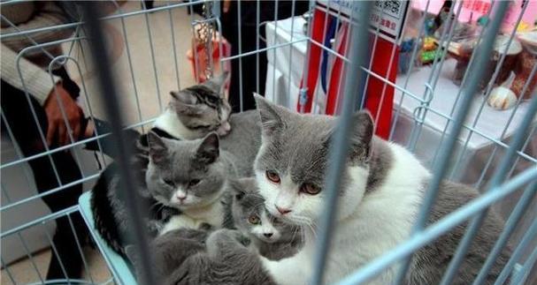 多大的小猫能保持体温？新生小猫如何保暖？