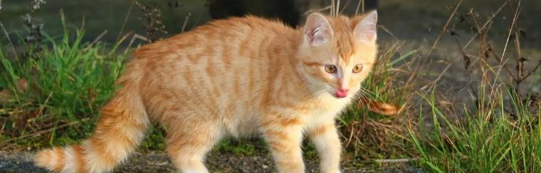多大的小猫能保持体温？新生小猫如何保暖？