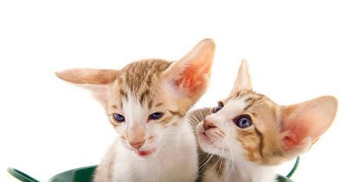 多大的小猫能保持体温？新生小猫如何保暖？