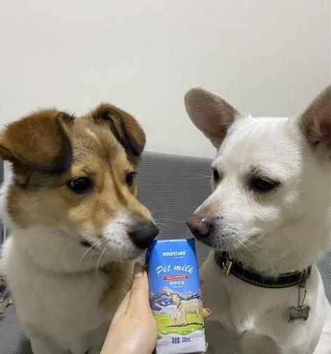 狗狗多大可以喝牛奶？安全饮用牛奶的年龄指南