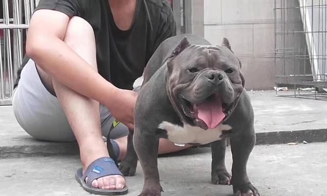 恶霸犬饮食指南：哪些食物适合哪些应该避免？