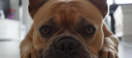 法斗犬什么东西不能吃？如何确保宠物饮食安全？