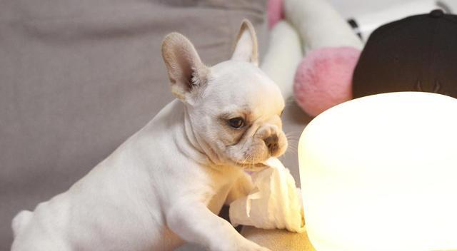 法斗犬什么东西不能吃？如何确保宠物饮食安全？
