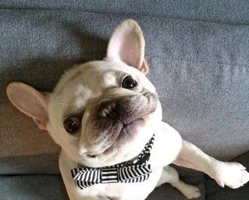 法斗幼犬吃住了怎么办？如何处理幼犬的饮食问题？