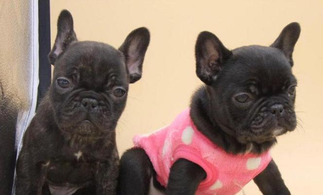 法国斗牛犬的特征是什么？如何识别纯种法国斗牛犬？