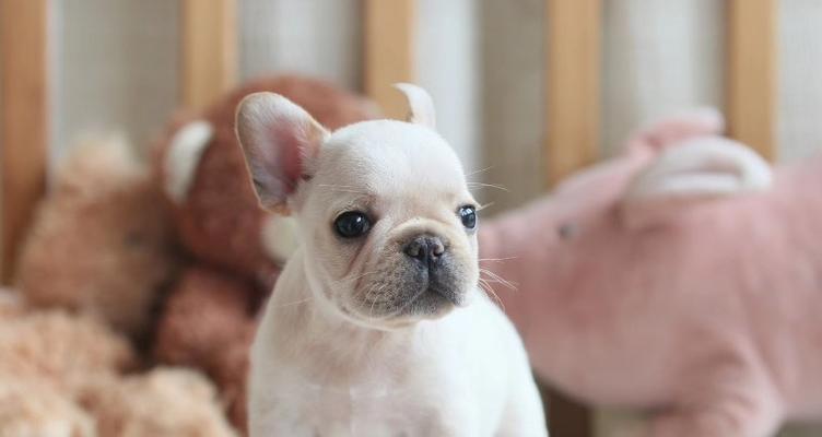 法国斗牛犬的特征是什么？如何识别纯种法国斗牛犬？