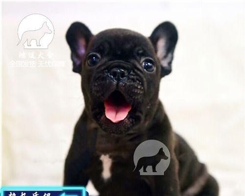 法牛幼犬容易得什么病？如何预防和治疗？
