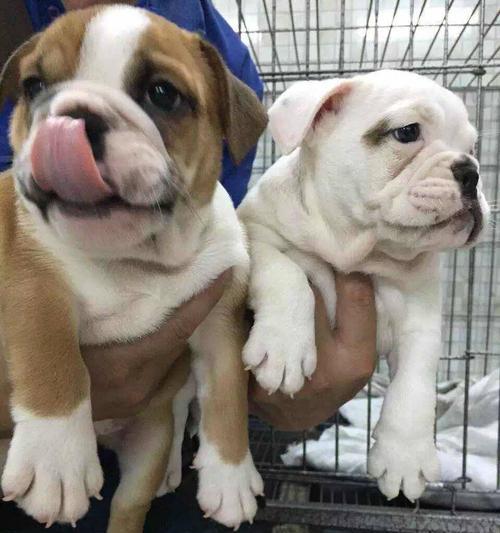 法式斗牛犬掉毛怎么办？如何有效减少宠物掉毛问题？