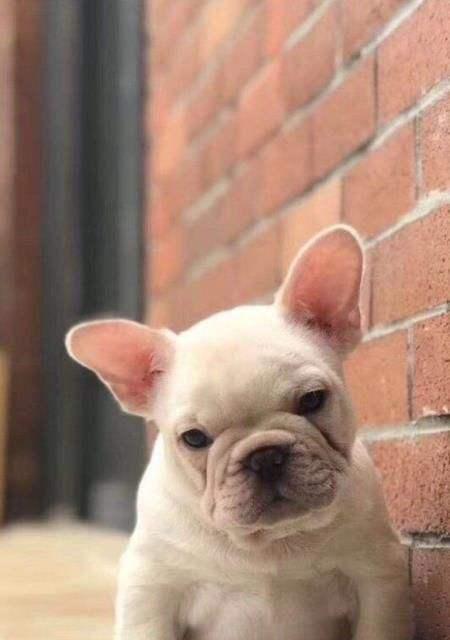 法式斗牛犬掉毛怎么办？如何有效减少宠物掉毛问题？