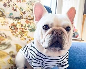 法式斗牛犬掉毛怎么办？如何有效减少宠物掉毛问题？