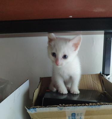 刚出生的小猫如何分辨公母？分辨小猫性别的方法是什么？