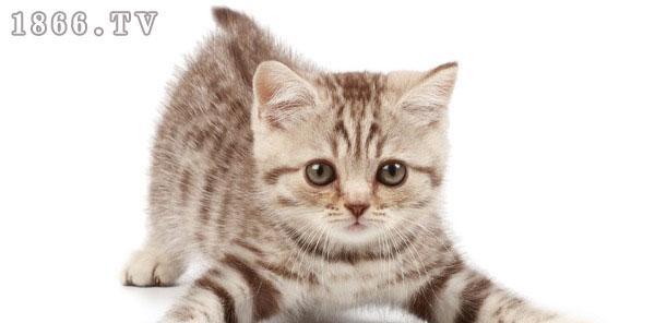 刚出生的小猫使用呋塞米需要注意什么？呋塞米对小猫有哪些影响？