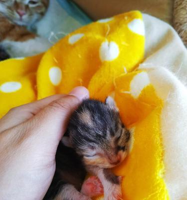 刚出生的小猫使用呋塞米需要注意什么？呋塞米对小猫有哪些影响？