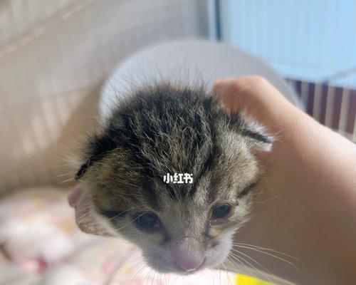 刚出生的小猫视频怎么找？哪里可以看到新生小猫的视频？