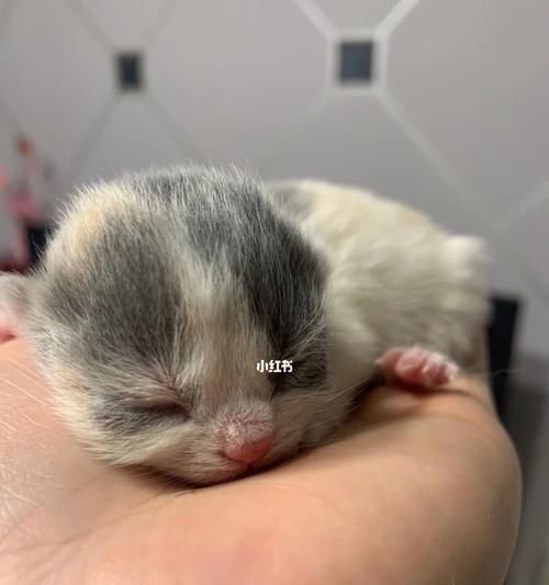 刚出生的小猫视频怎么找？哪里可以看到新生小猫的视频？