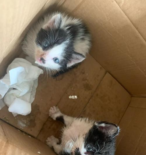 刚出生的小猫视频怎么找？哪里可以看到新生小猫的视频？