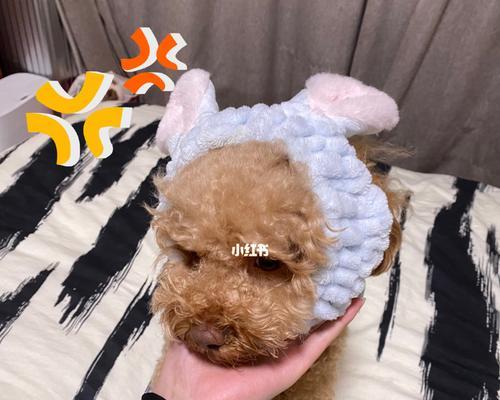刚回家的狗狗不吃东西怎么办？常见原因及解决方法是什么？