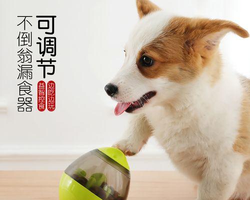刚回家的狗狗不吃东西怎么办？常见原因及解决方法是什么？