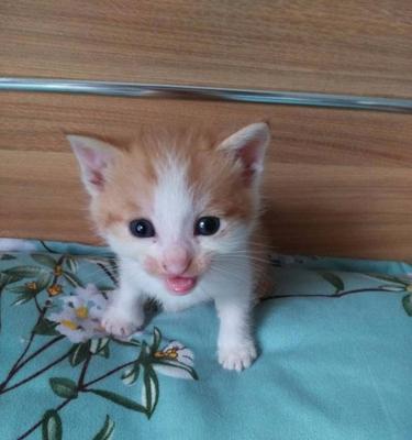 刚满月的小猫如何照顾？照顾小猫的正确方法是什么？