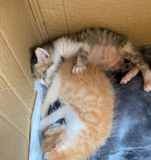 刚满月的小猫如何照顾？照顾小猫的正确方法是什么？