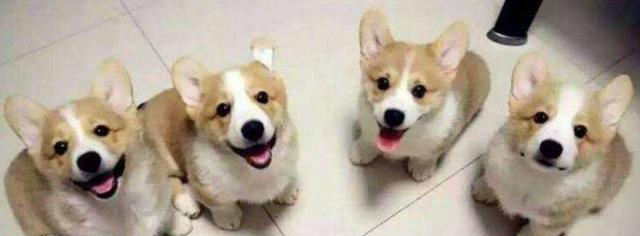 刚生的小狗需要单养吗？如何正确照顾新生幼犬？