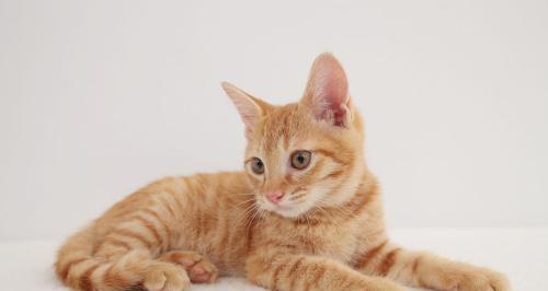 刚生的小猫要注意什么？新晋猫主人的必备护理指南？