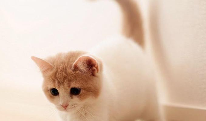 刚生的小猫要注意什么？新晋猫主人的必备护理指南？