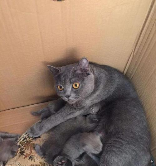 刚生完小猫的母猫很瘦怎么办？如何帮助母猫恢复健康？