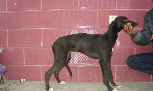 格力犬大包出狗怎么样？购买时需要注意哪些问题？