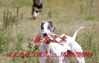 格力犬大包出狗怎么样？购买时需要注意哪些问题？