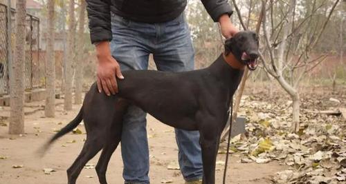 格力犬大包出狗怎么样？购买时需要注意哪些问题？