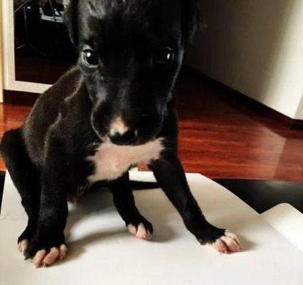 格力犬驱虫用什么药好？如何选择合适的驱虫药物？