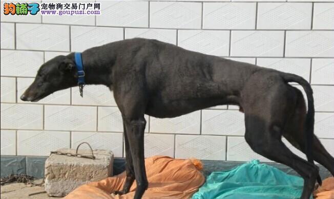 格力犬驱虫用什么药好？如何选择合适的驱虫药物？