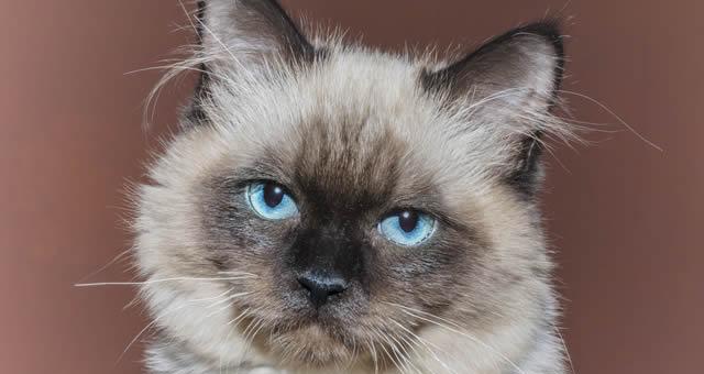 各种小猫种类图片大全？如何识别不同品种的小猫？