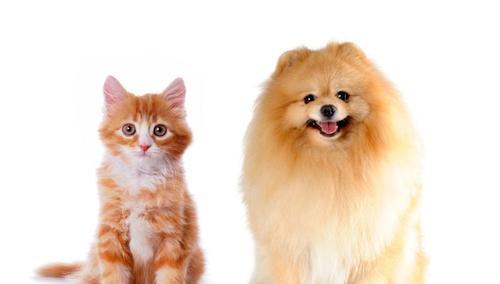 各种小猫种类图片大全？如何识别不同品种的小猫？