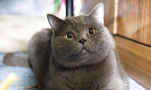 各种小猫种类图片大全？如何识别不同品种的小猫？