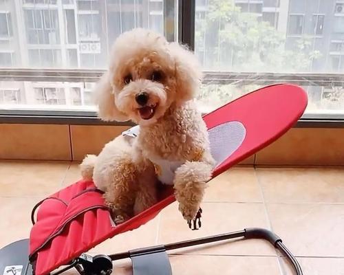 给狗吃什么药可以睡觉？安全有效的睡眠辅助药物有哪些？
