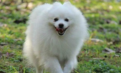 给狗吃维e有什么功效？是否对宠物健康有益？
