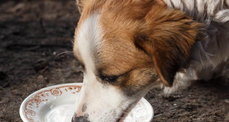 给狗狗熬骨头汤怎么做？有哪些注意事项和步骤？