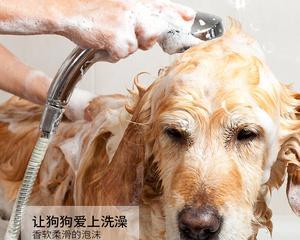 给狗狗除虫搽什么地方？正确部位和方法是什么？