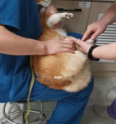 给狗狗打针应该打在哪个部位？常见注射点有哪些？